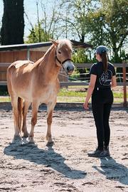 Haflinger 13 anni