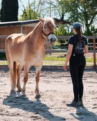 Haflinger 13 anni
