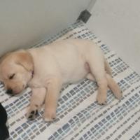 Cuccioli di Labrador