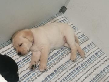 Cuccioli di Labrador