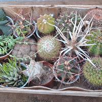 Piante grasse