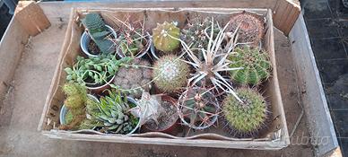 Piante grasse