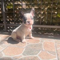 Cucciolo di bulldog francese