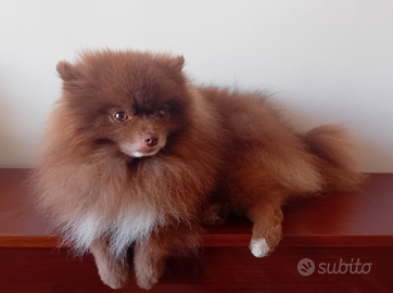 Spitz maschio per monta gratuita