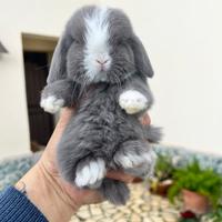 Mini Lop Ariete Nano