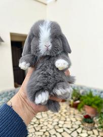 Mini Lop Ariete Nano