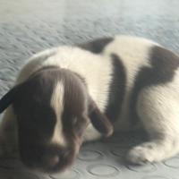 Cuccioli Deutsch Drahthaar roano marrone