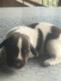 Cuccioli Deutsch Drahthaar roano marrone