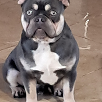 Buldog francese per accoppiamento