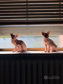 Canadian Sphynx