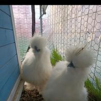 Moroseta bianco con barba