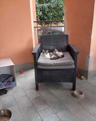 Animali