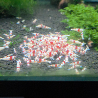 Crystal red prl cantonesis gambero