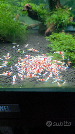 Crystal red prl cantonesis gambero