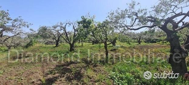 Terreno agricolo 3.200mq zona doc a castiglione - Vista 3