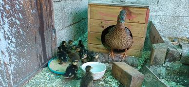 piccoli anatroccoli di Germano Reale