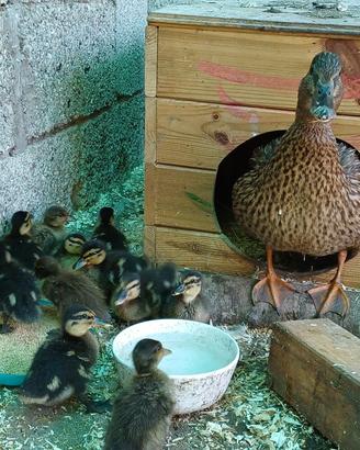 piccoli anatroccoli di Germano Reale