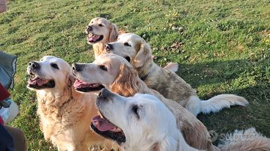 Golden Retriever per Accoppiamento