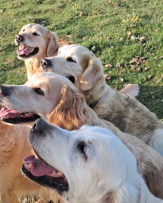 Golden Retriever per Accoppiamento