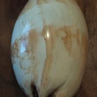 Conchiglia 🐚 tropicale 