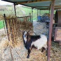 Becco nano riproduttore