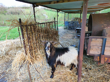 Becco nano riproduttore