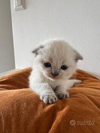British/scottish fold