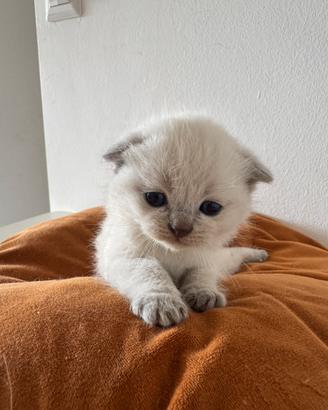 British/scottish fold