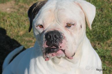 Adozione simpatico bulldog americano in canile