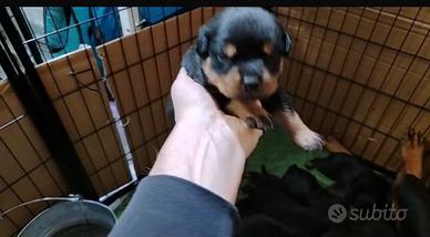 Cuccioli rottweiler con pedigree