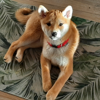 Shiba inu per te