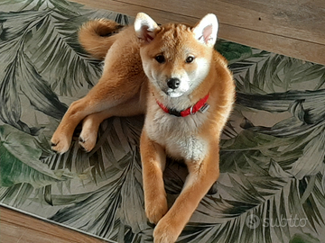 Shiba inu per te