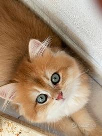 British longhair