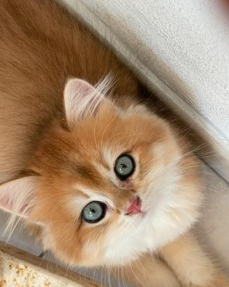 British longhair