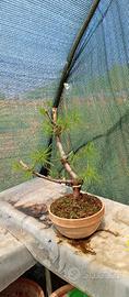bonsai di pino silvestre 