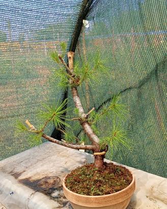 bonsai di pino silvestre 