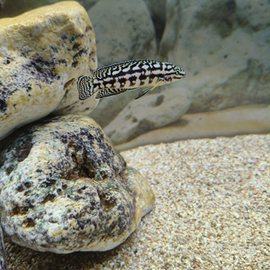 Ciclidi lago Tanganica