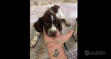 Springer spaniel inglese