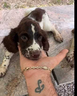 Springer spaniel inglese