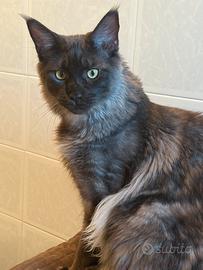 Maschio Maine Coon disponibile per monte