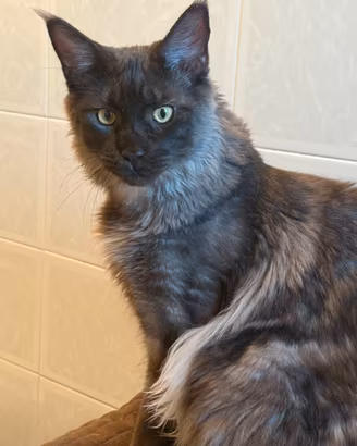 Maschio Maine Coon disponibile per monte