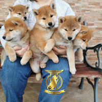 Cuccioli di shiba inu puro con pedigree ENCI