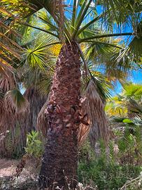 Palme di diverse misure