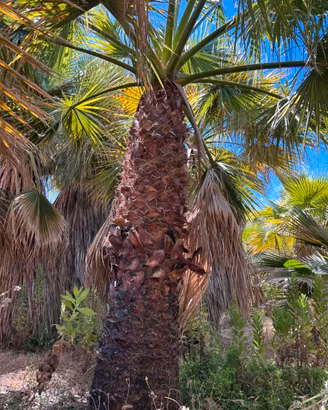 Palme di diverse misure
