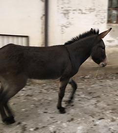 Asino maschio