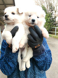 Pastore australiano x border collie