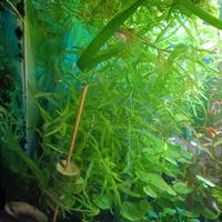 piante per acquario tropicale 