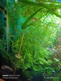 piante per acquario tropicale 