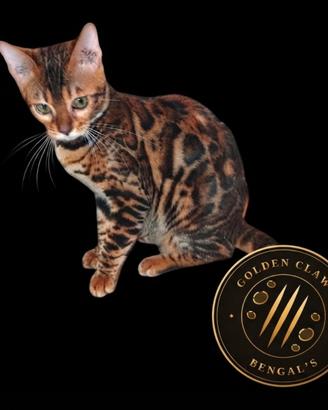 Gatto Bengala Femmina