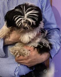 Shitzu Shihtzu Shih Tzu
